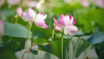 «Lotus Fest-2026» в Атырауской области за два дня собрал более 40 тысяч человек