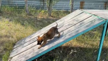 Столичный Центр кинологической службы пополнился маленькими четвероногими помощниками полиции