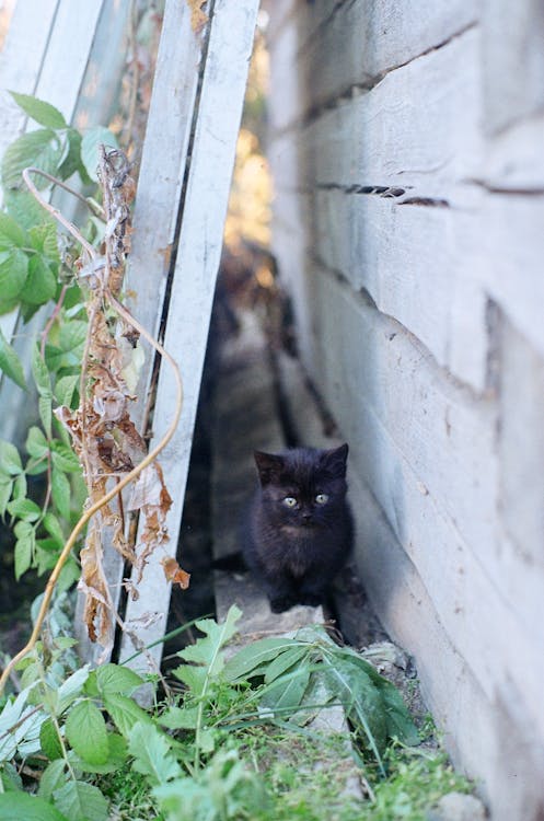 Котенок застрял в облицовке здания в Астане