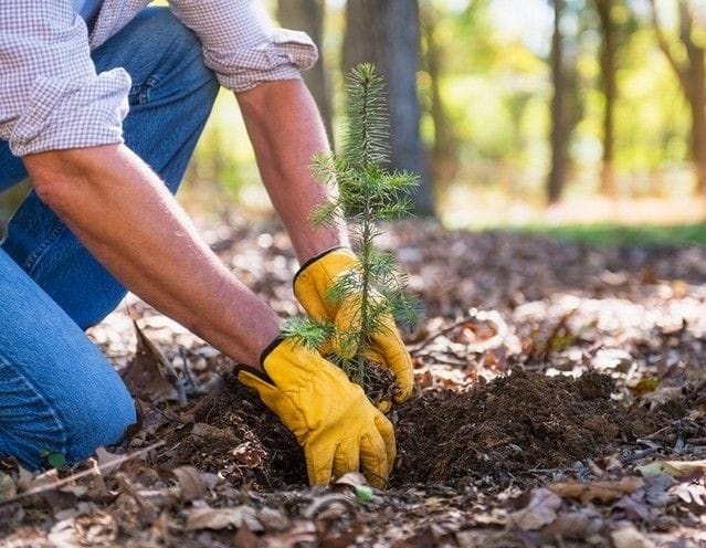 Поддержка отечественных лесных питомников
